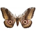 Gynansia maia Africa 15 eggs or 10 larvae according to availability.